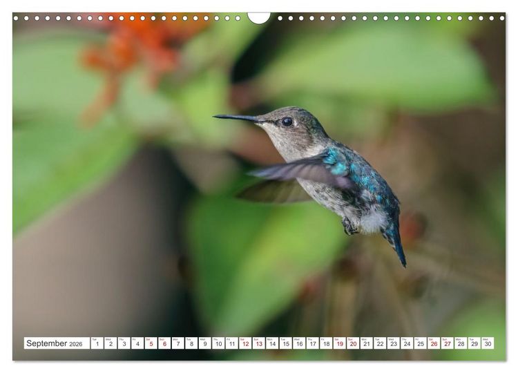 Produktbild: Birds of Cuba Island (Wall Calendar 2026 DIN A3 landscape), CALVENDO 12 Month Wall Calendar
