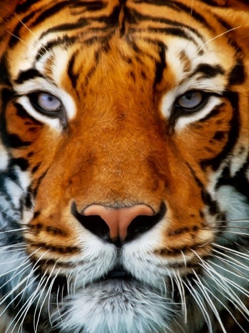 Produktbild: CALVENDO Puzzle Tiger Portrait | 1000 Teile Lege-Gr&ouml;&szlig;e 64x48cm Foto-Puzzle f&uuml;r gl&uuml;ckliche Stunden