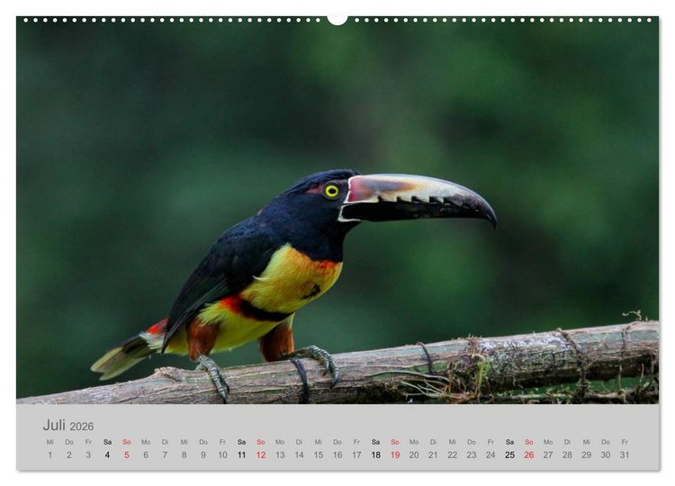 Produktbild: Costa Rica - Exotische V&ouml;gel im Regenwald (Wandkalender 2026 DIN A2 quer), CALVENDO Monatskalender