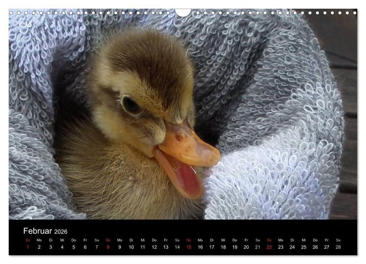 Produktbild: Laufentenk&uuml;ken - Sunny (Wandkalender 2026 DIN A3 quer), CALVENDO Monatskalender