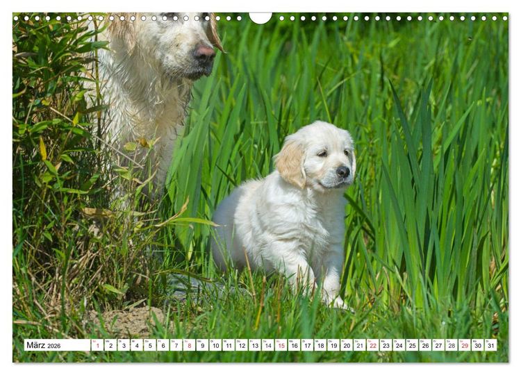 Produktbild: Goldige Herzensbrecher - Golden Retriever Welpen (Wandkalender 2026 DIN A3 quer), CALVENDO Monatskalender