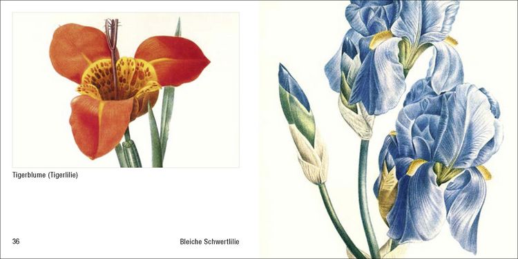 Produktbild: Historische Blumenbilder &ndash; Book To Go