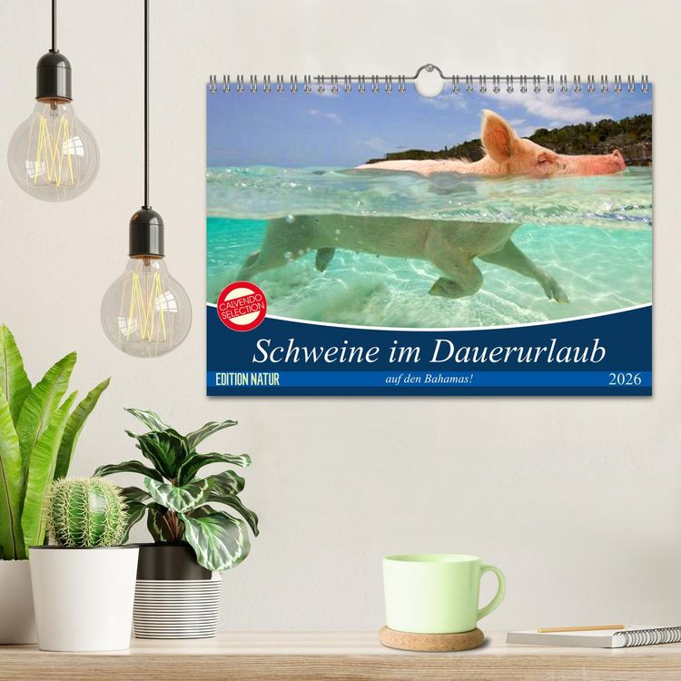 Produktbild: Schweine im Dauerurlaub auf den Bahamas! (Wandkalender 2026 DIN A4 quer), CALVENDO Monatskalender