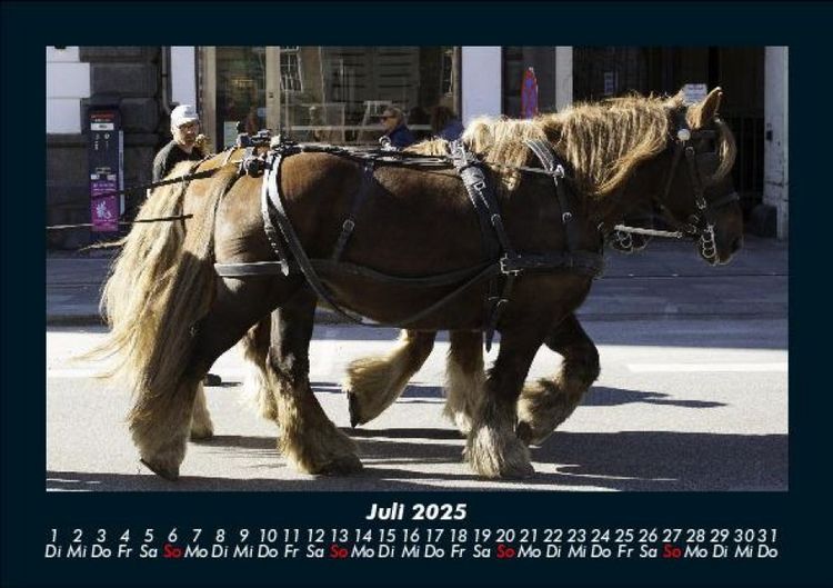 Produktbild: Die Welt der Pferde 2025 Fotokalender DIN A5
