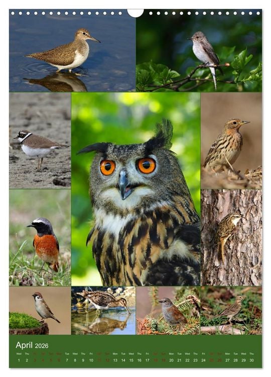 Produktbild: 78 Birds (Wall Calendar 2026 DIN A3 portrait), CALVENDO 12 Month Wall Calendar