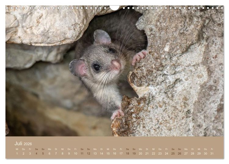 Produktbild: Jenseits der Z&auml;une (Wandkalender 2026 DIN A3 quer), CALVENDO Monatskalender