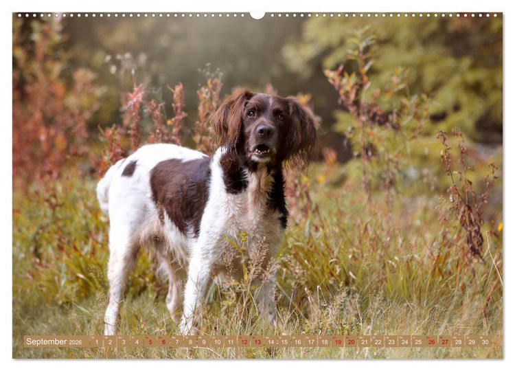 Produktbild: Passion Jagdhund - Kleiner M&uuml;nsterl&auml;nder (Wandkalender 2026 DIN A2 quer), CALVENDO Monatskalender