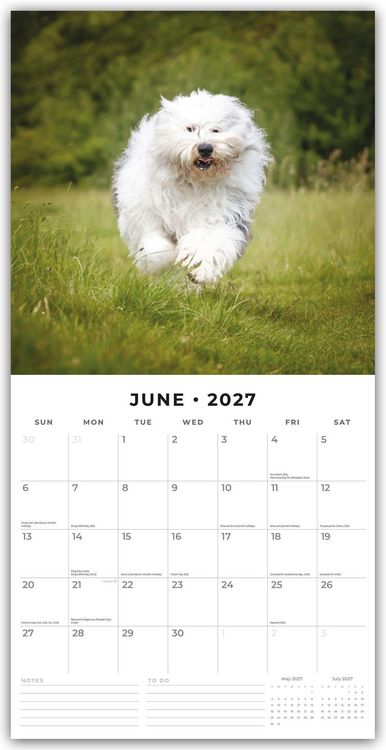 Produktbild: Old English Sheepdogs &ndash; Bobtail 2027 &ndash; 16-Monatskalender