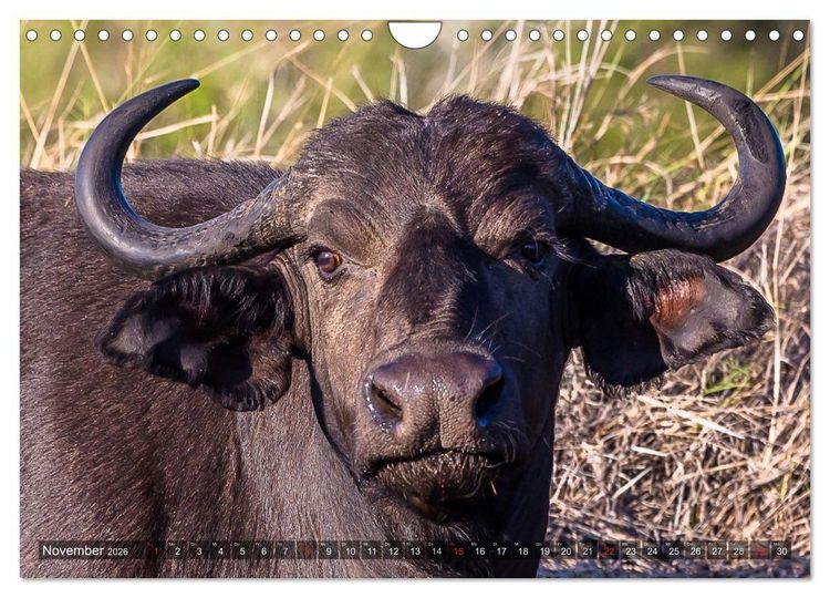 Produktbild: blick kontakt mit tieren im &ouml;stlichen und s&uuml;dlichen afrika (Wandkalender 2026 DIN A4 quer), CALVENDO Monatskalender