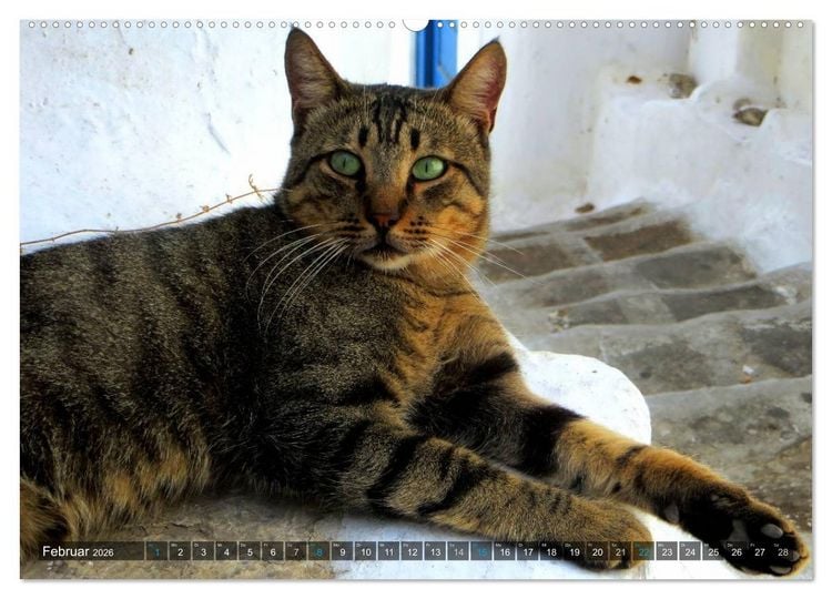 Produktbild: SAMTPFOTEN auf Mykonos (hochwertiger Premium Wandkalender 2026 DIN A2 quer), Kunstdruck in Hochglanz