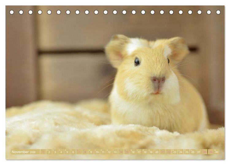 Produktbild: BABY Meerschweinchen Traumhaft s&uuml;&szlig; (Tischkalender 2026 DIN A5 quer), CALVENDO Monatskalender