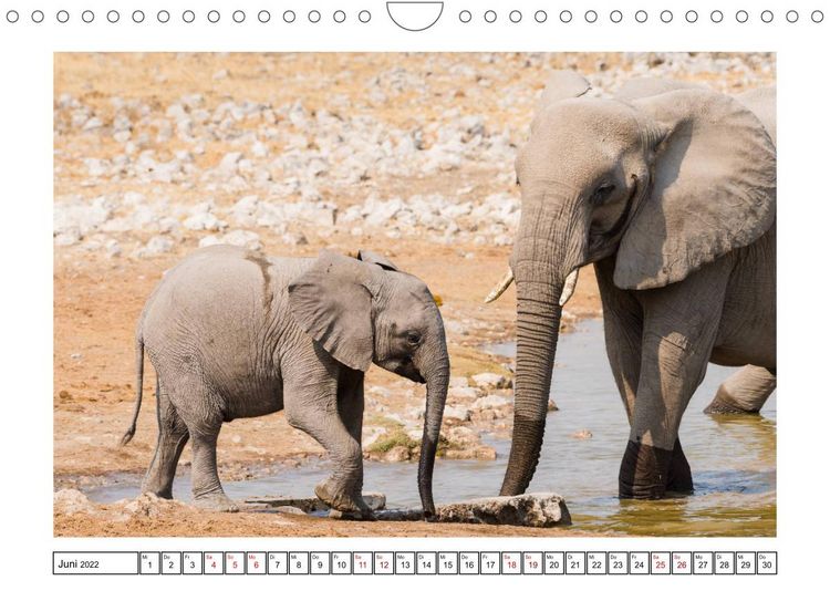 Produktbild: Wildlife - Tiere in Namibia (Wandkalender 2022 DIN A4 quer)