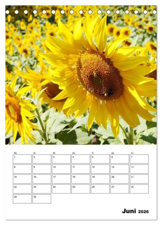 Produktbild: Leuchtende Sonnenblumen (Tischkalender 2026 DIN A5 hoch), CALVENDO Monatskalender