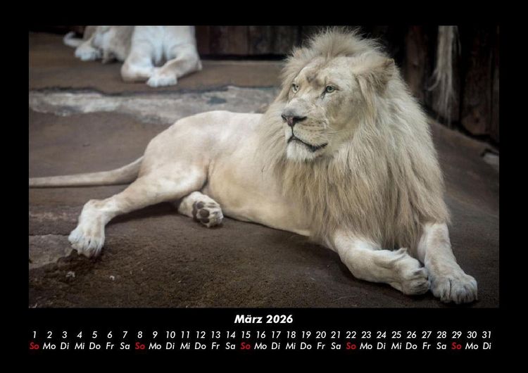 Produktbild: L&ouml;wen in der Wildnis 2026 Fotokalender DIN A3