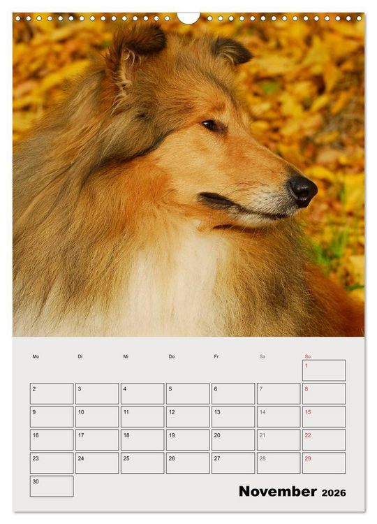 Produktbild: Collies - Freunde f&uuml;r&acute;s Leben (Wandkalender 2026 DIN A3 hoch), CALVENDO Monatskalender