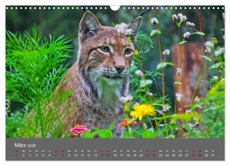 Produktbild: Der Luchs - Hochbeinig, Pinselohren, Backenbart (Wandkalender 2026 DIN A3 quer), CALVENDO Monatskalender