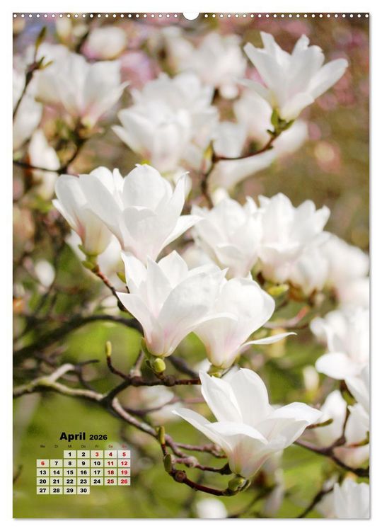 Produktbild: Magnolien Ein Fr&uuml;hlingstraum (hochwertiger Premium Wandkalender 2026 DIN A2 hoch), Kunstdruck in Hochglanz