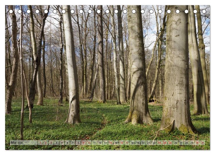 Produktbild: Der Hainich in Th&uuml;ringen - Weltnaturerbe (Tischkalender 2026 DIN A5 quer), CALVENDO Monatskalender