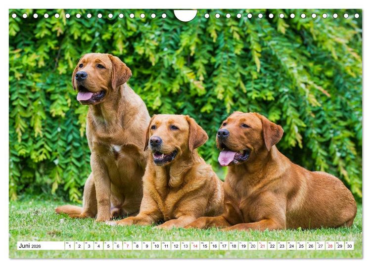 Produktbild: Labrador Retriever - Freunde f&uuml;r&acute;s Leben (Wandkalender 2026 DIN A4 quer), CALVENDO Monatskalender
