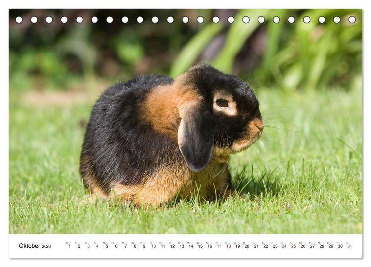 Produktbild: Kaninchen - knuddelige Hausgenossen (Tischkalender 2026 DIN A5 quer), CALVENDO Monatskalender