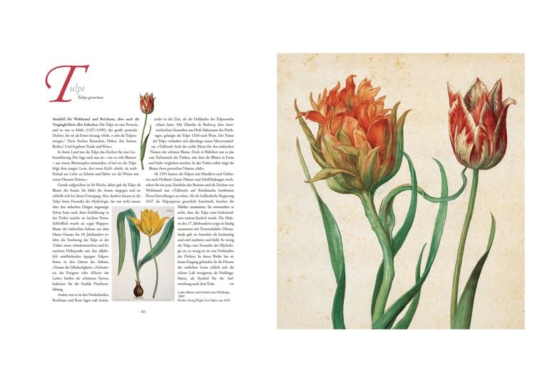 Produktbild: Die Sprache der Blumen. Pflanzen und ihre symbolische Bedeutung