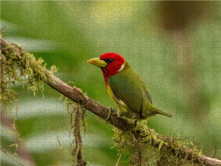 Produktbild: CALVENDO Puzzle Anden-Bartvogel (Eubucco bourcierii) | 1000 Teile Lege-Gr&ouml;&szlig;e 64x48cm Foto-Puzzle f&uuml;r gl&uuml;ckliche Stunden
