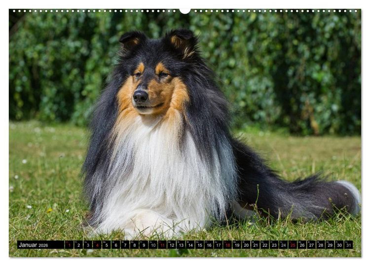 Produktbild: Collie - Mein bester Freund (Wandkalender 2026 DIN A2 quer), CALVENDO Monatskalender