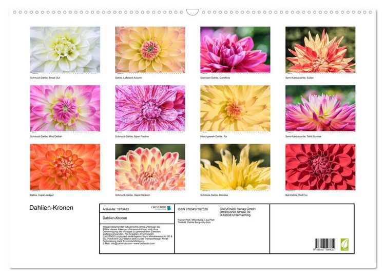 Produktbild: Dahlien-Kronen (Wandkalender 2026 DIN A2 quer), CALVENDO Monatskalender