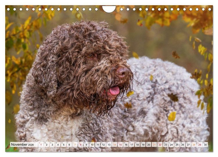 Produktbild: Lagotto Romagnolo - der Tr&uuml;ffelhund Italiens (Wandkalender 2026 DIN A4 quer), CALVENDO Monatskalender