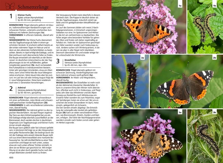 Produktbild: Der KOSMOS Insektenf&uuml;hrer