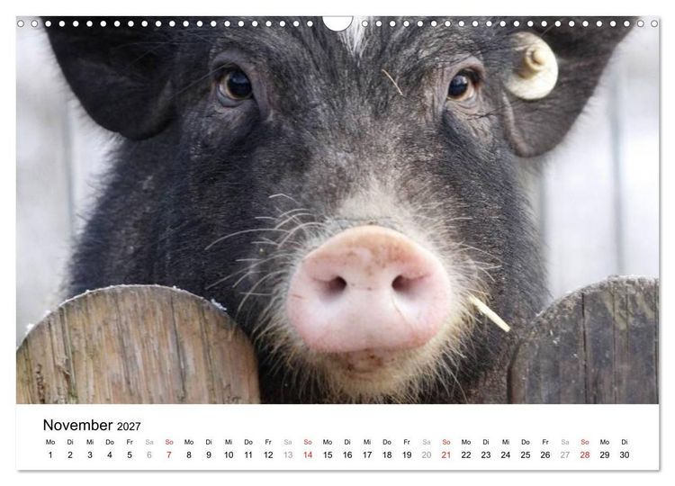 Produktbild: Schwein gehabt! (Wandkalender 2027 DIN A3 quer), CALVENDO Monatskalender