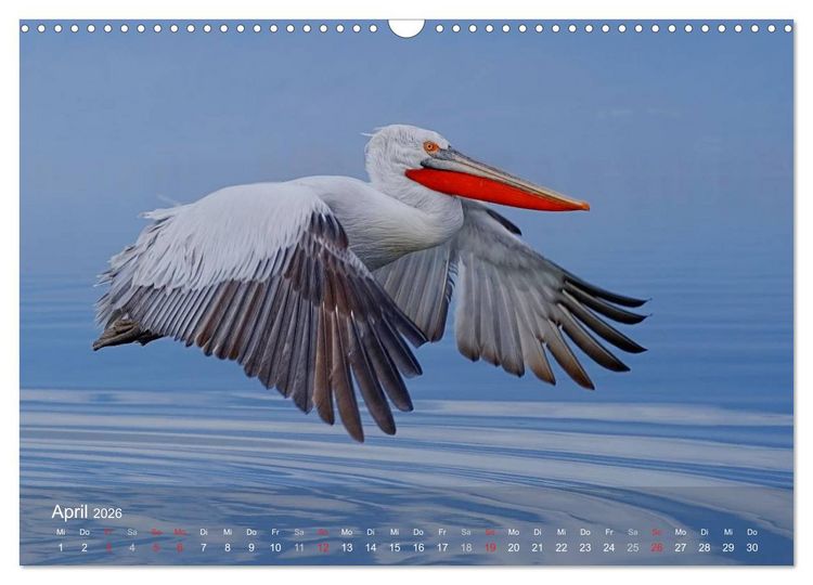 Produktbild: Pelikan-Kalender (Wandkalender 2026 DIN A3 quer), CALVENDO Monatskalender