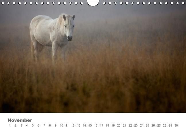 Produktbild: Islandpferde: Gef&auml;hrten der Wikinger (Wandkalender immerw&auml;hrend DIN A4 quer)