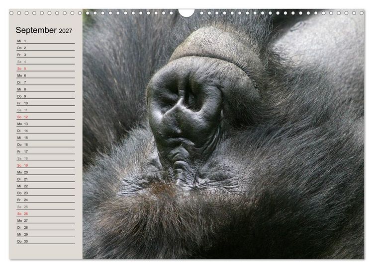 Produktbild: Berggorillas - die sanften Riesen (Wandkalender 2027 DIN A3 quer), CALVENDO Monatskalender