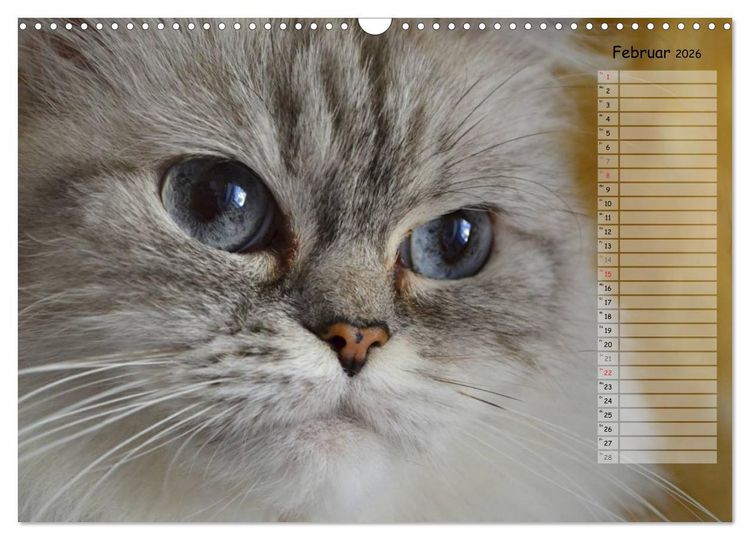 Produktbild: Katzen im Portr&auml;t / Geburtstagskalender (Wandkalender 2026 DIN A3 quer), CALVENDO Monatskalender