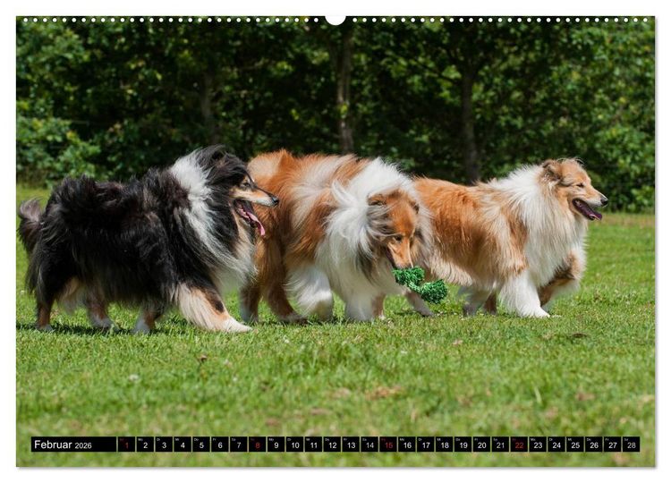 Produktbild: Collie - Mein bester Freund (Wandkalender 2026 DIN A2 quer), CALVENDO Monatskalender