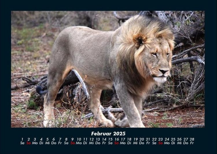 Produktbild: L&ouml;wen in der Wildnis 2025 Fotokalender DIN A4