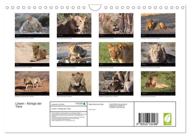 Produktbild: L&ouml;wen - K&ouml;nige der Tiere (Wandkalender 2026 DIN A4 quer), CALVENDO Monatskalender