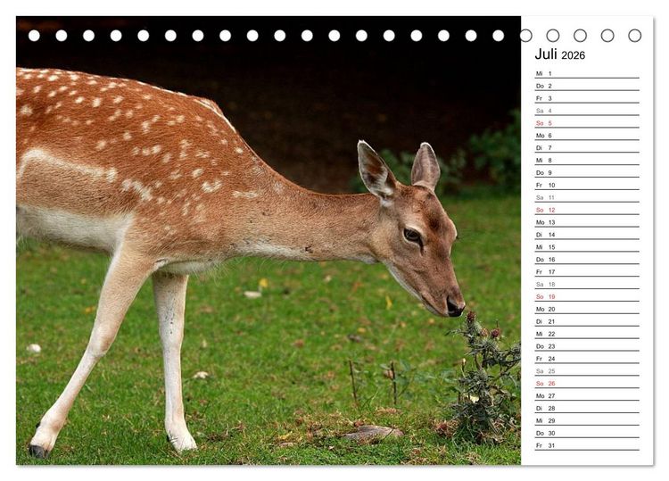 Produktbild: Hirsche (Tischkalender 2026 DIN A5 quer), CALVENDO Monatskalender