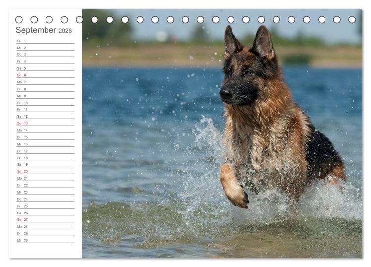 Produktbild: Deutsche Sch&auml;ferhunde Seelentr&ouml;ster (Tischkalender 2026 DIN A5 quer), CALVENDO Monatskalender