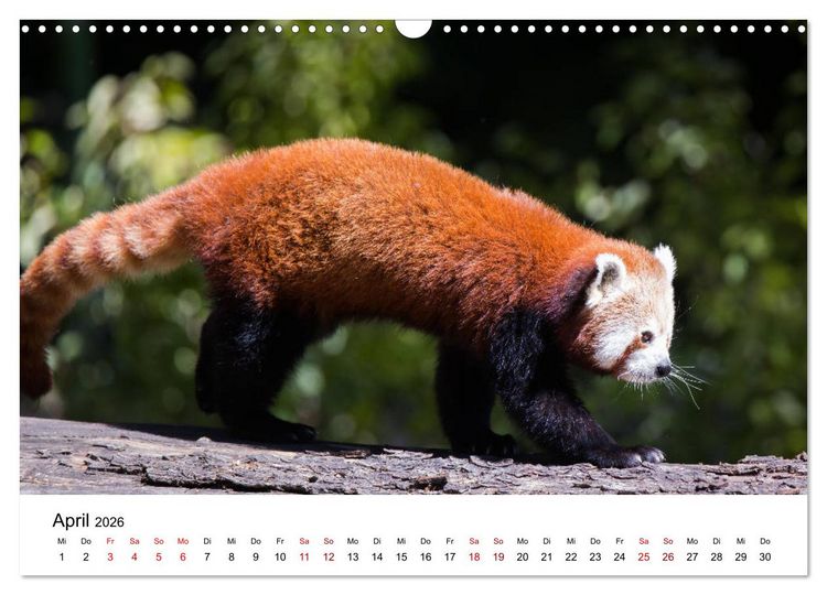 Produktbild: Rote Pandas - geschickte Kletterer (Wandkalender 2026 DIN A3 quer), CALVENDO Monatskalender