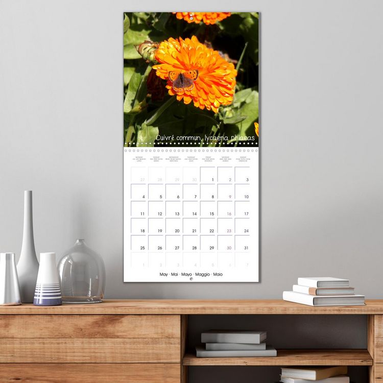 Produktbild: D&eacute;licats Papillons de nos r&eacute;gions, de France et d'Europe (Calendrier mural carr&eacute; 2026 30x30 cm) Calendrier double avec une page pour vos prises de notes