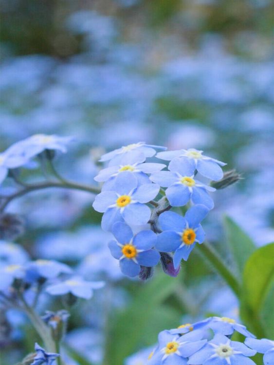 Produktbild: CALVENDO Puzzle Vergissmeinnicht (Myosotis) | 1000 Teile Lege-Gr&ouml;&szlig;e 64x48cm Foto-Puzzle f&uuml;r gl&uuml;ckliche Stunden