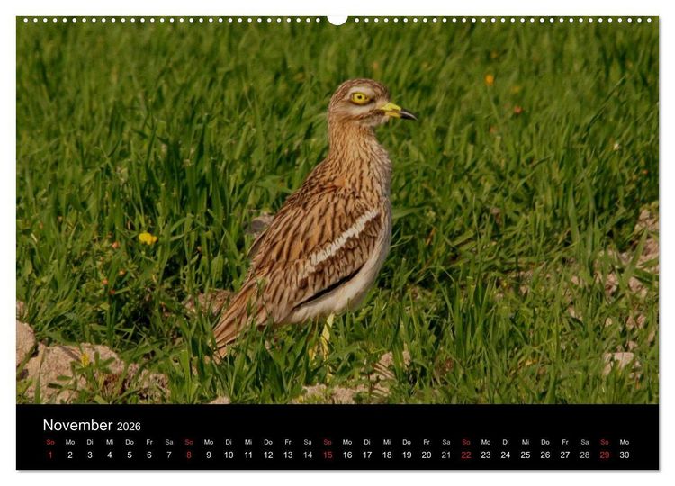 Produktbild: Limikolen Watv&ouml;gel auf dem Zug (hochwertiger Premium Wandkalender 2026 DIN A2 quer), Kunstdruck in Hochglanz