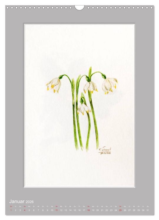 Produktbild: Alpenblumen Aquarelle aus Tirol (Wandkalender 2026 DIN A3 hoch), CALVENDO Monatskalender