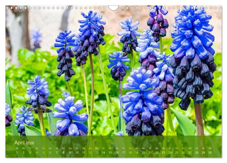 Produktbild: der staudengarten zu bad hersfeld (Wandkalender 2026 DIN A3 quer), CALVENDO Monatskalender