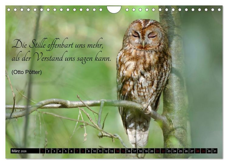 Produktbild: der Waldkauz - Strix Aluco (Wandkalender 2026 DIN A4 quer), CALVENDO Monatskalender