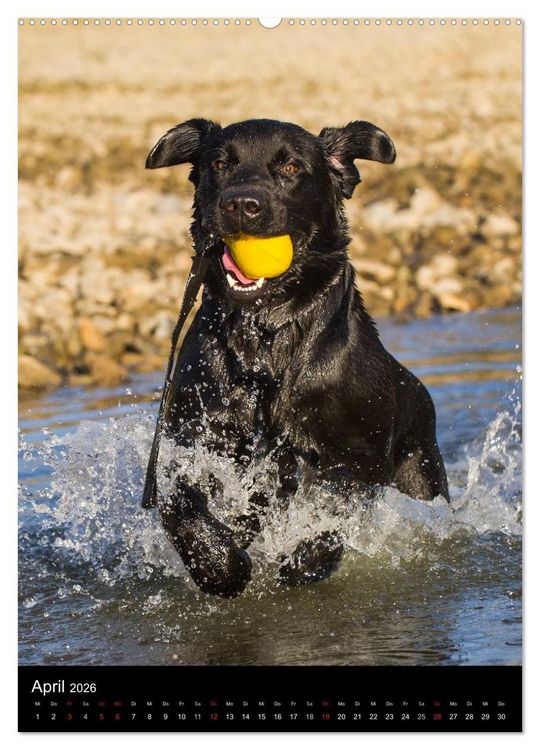 Produktbild: Faszination Labrador Retriever (hochwertiger Premium Wandkalender 2026 DIN A2 hoch), Kunstdruck in Hochglanz