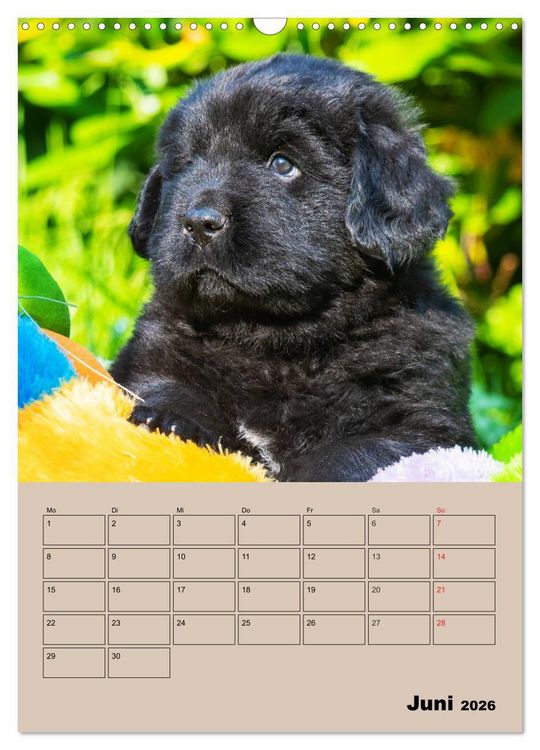 Produktbild: Familienplaner Neufundl&auml;nder Welpen (Wandkalender 2026 DIN A3 hoch), CALVENDO Monatskalender