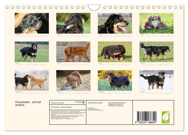 Produktbild: Hovawarte - einmal anders (Wandkalender 2026 DIN A4 quer), CALVENDO Monatskalender
